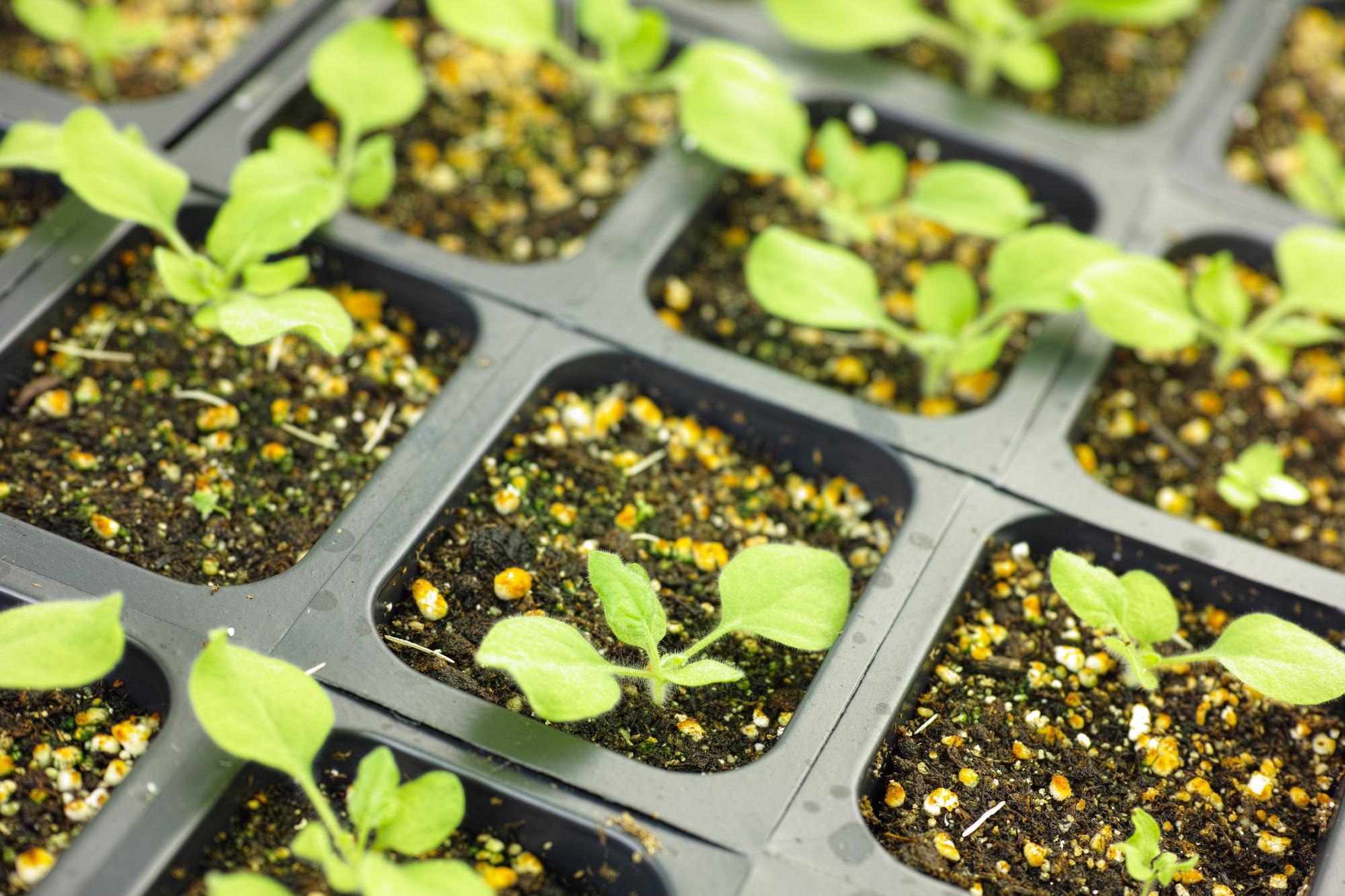 Study: Construction of SARS-CoV-2 virus-like particles in plant. Image Credit: SINITAR / Shutterstock