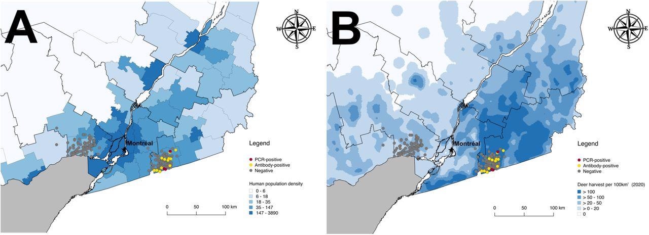 Map of southern Québec with the locations of confirmed SARS-CoV-2 PCR positive (red), serology positive (yellow), and PCR and serology negative (grey) white-tailed deer from November 6 - 8 2021. Infection and exposure data are superimposed on (A) a choropleth map of human population density (per km2) by regional county municipalities (thin grey boundaries) and (B) a heatmap of deer harvest density per 100km2 from 2020 as a proxy for deer population density. Administrative regions are indicated by black boundaries