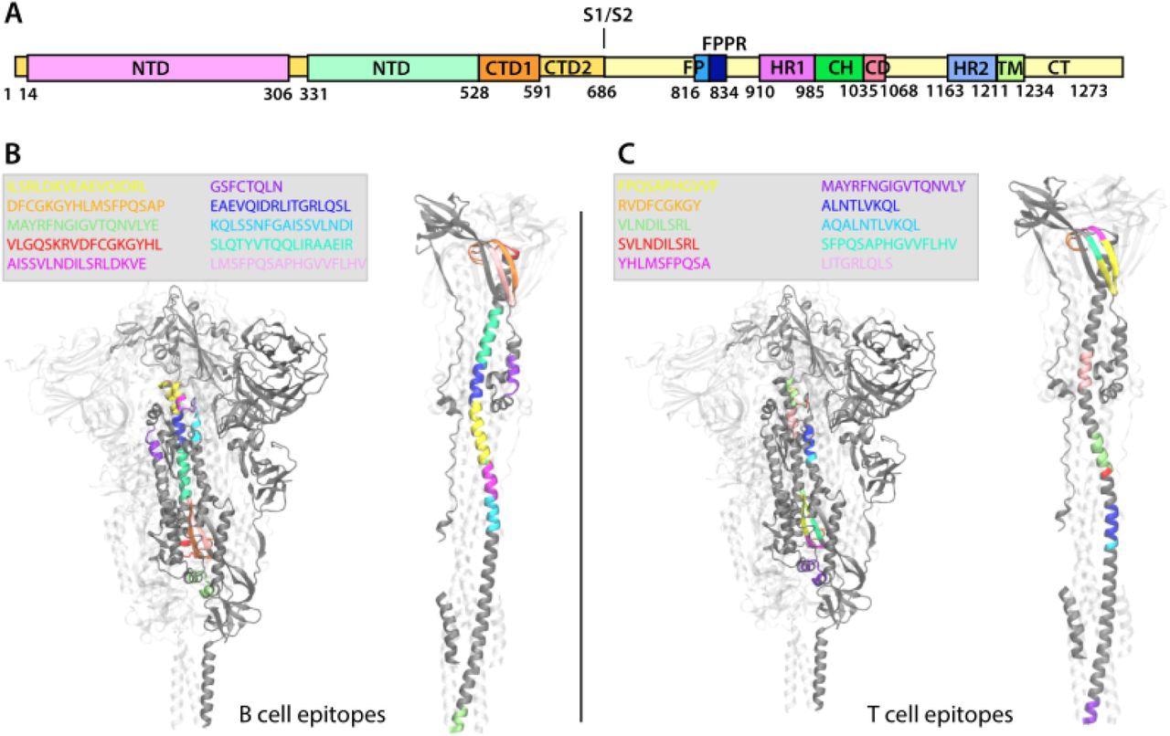 Representation of the localization of the B-Cell and T-Cell epitopes on the SARS-CoV-2 Spike glycoprotein in the prefusion and postfusion conformations. A. Scheme of SARS-CoV-2 S1 and S2 units of the S protein and of their domains. B-C. The S protein trimer is represented in New Cartoon format (one monomer is gray-colored the other two are transparent) and is shown in the prefusion conformation on the left side of the panels and in the postfusion conformation on the right side of the panels. The sequence of the B-Cell (A) and T-Cell (B) epitopes is shown in the figure legend and is colored accordingly in the S protein structure.