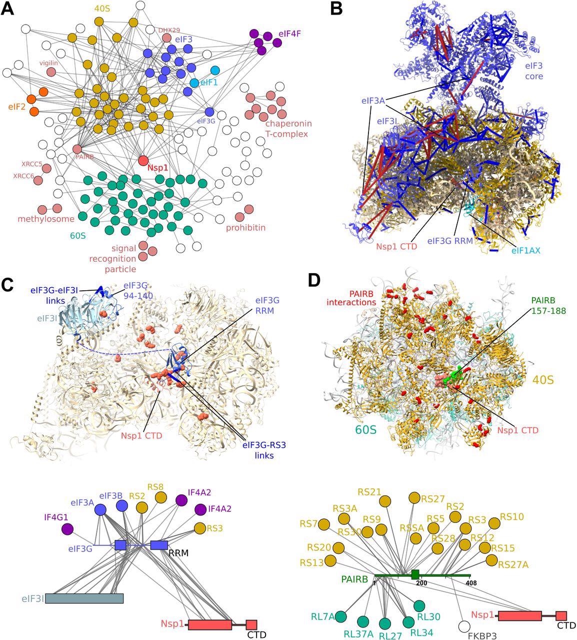 Protein-protein interaction map of the Nsp1-bound proteome. A) Crosslinking-MS detects 515 protein-protein interactions (PPIs) at a 6% PPI-level FDR. Each edge represents one or more crosslinks. Nsp1 primarily interacts with the 40S and eIF3 complexes. Additional interactions between the ribosome and regulatory or initiation factors are detected. B) Crosslinks mapped onto the structure of the Nsp1-bound 43S initiation complex (pdb 6zp4) (10). Satisfied crosslinks (<30Å) in blue, violated crosslinks are in red. The crosslinks are largely consistent with the structure, with violations highlighting the mobility of the head region of eIF3, and of the eIF3I subunit. Crosslinks indicate a possible alternative register for the long helix of eIF3A, which was poorly resolved in the structure. C) Crosslink-guided assignment of the unidentified RRM domain in the complex, and modeling of the eIF3I-binding region of eIF3G by homology and crosslinking-MS data. 40S and eIF3G-RRM residues cross-linked to Nsp1 NTD and linker regions are shown as red spheres. D) PAIRB binds Nsp1-stalled ribosomes and 40S subunits View of the face of the 40S subunit with residues cross-linked to PAIRB shown as red spheres. Crosslinks show the large, disordered protein wraps around the 40S subunit, with its plug region displaced by the Nsp1 helices. Crosslinks mapped onto PAIRB-bound 80S ribosome (pdb 6z6n) (46). Crosslinks also show interactions between Nsp1 NTD and PAIRB.