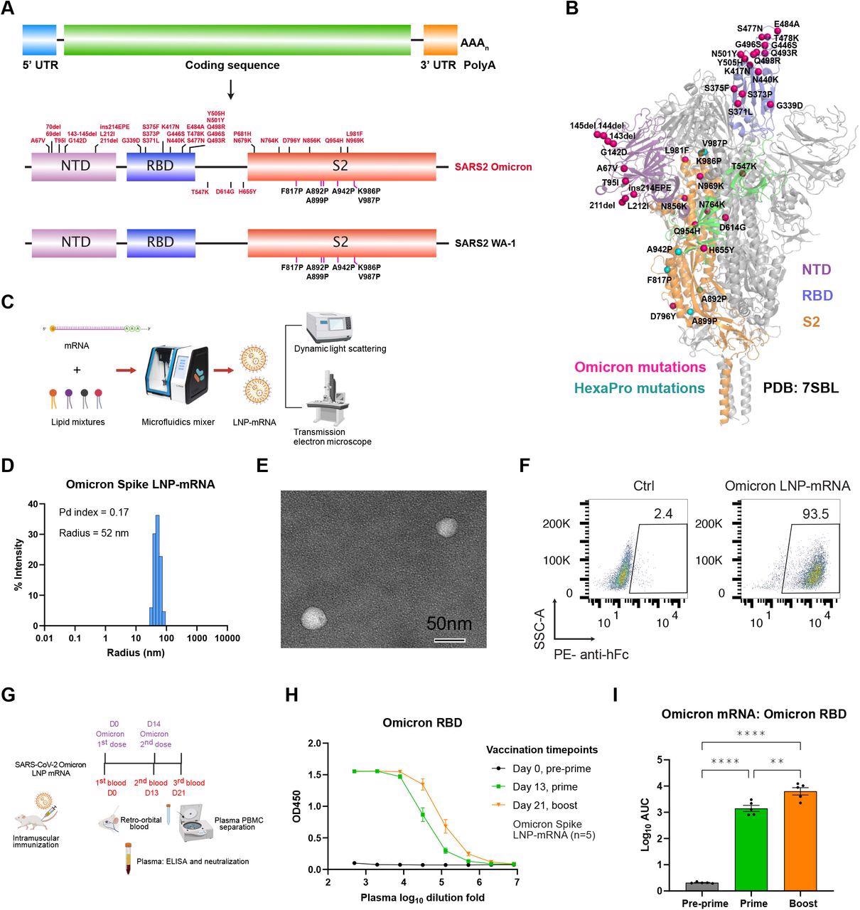 Omicron-specific LNP-mRNA vaccine-elicited binding antibodies against SARS-CoV-2 Omicron variant. A, Illustration of mRNA vaccine construct expressing SARS-CoV-2 WA-1 and Omicron spikes. The spike open reading frame was flanked by 5’ untranslated region (UTR), 3’ UTR and polyA tail. The Omicron mutations (red) and HexaPro mutations (black) were numbered based on WA-1 spike residue number. B, Distribution of Omicron spike mutations (magenta) were displayed in one protomer of spike trimer of which NTD, RBD, hinge region and S2 were colored in purple, blue, green and orange respectively (PDB: 7SBL). The HexaPro mutations in S2 were colored in cyan. C, Schematics illustrating the formulation and biophysical characterization of LNP-mRNA. D, Dynamic light scattering derived histogram depicting the particle radius distribution of Omicron spike LNP-mRNA. E, Omicron LNP-mRNA image collected on transmission electron microscope. F, human ACE2 receptor binding of LNP-mRNA encoding Omicron spike expressed in 293T cells as detected by human ACE2-Fc fusion protein and PE-anti-human Fc antibody on Flow cytometry. G, Immunization and sample collection schedule. Retro-orbital blood was collected prior Omicron LNP-mRNA vaccination on day 0, day 13 and day 21. Five mice (n=5) were intramuscularly injected with 10 μg Omicron LNP-mRNA on day 0 (prime, Omicron x 1) and day 14 (boost, Omicron x 2). The plasma and peripheral blood mononuclear cells (PBMCs) were separated from blood for downstream assays. The slight offset of the labels reflects the fact that each of the blood collections was performed prior to the vaccination injections. H, ELISA titration curves over serial log10-transformed dilution points of plasma collected from mice before and after immunization with Omicron LNP-mRNA at defined time points. I, Binding antibody titers of plasma from mice vaccinated with Omicron LNP-mRNA against Omicron spike RBD as quantified by area under curve of log10-transformed titration curve (Log10 AUC) in Figure 1H. Each dot in bar graphs represents the value from one mouse. Data on dot-bar plots are shown as mean ± s.e.m. with individual data points in plots. One-way ANOVA with Tukey’s multiple comparisons test was used to assess statistical significance. Statistical significance labels: * p < 0.05; ** p < 0.01; *** p < 0.001; **** p < 0.0001. Non-significant comparisons are not shown unless otherwise noted as n.s., not significant.