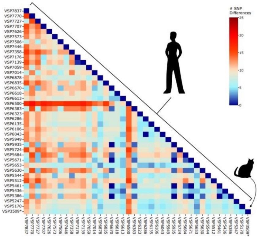 Pairwise distances between AY.3 sequences in the Delaware Valley. Included are the feline-derived sequence (VSP3509) and human-derived sequences. The number of SNPs separating each pair of lineages is shown by the color code (key to the right of the figure).