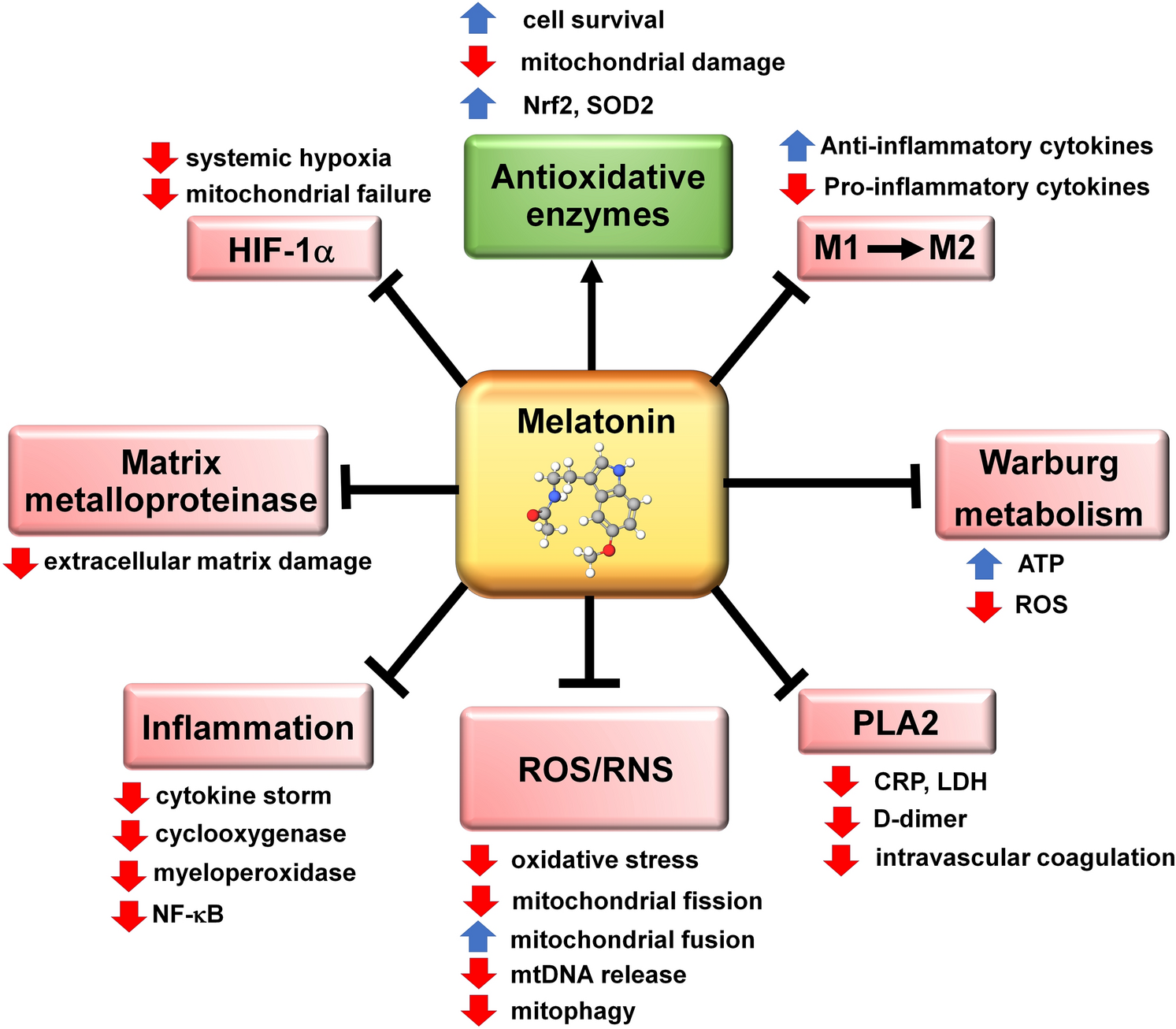 The actions of melatonin that contribute to the ability of this ubiquitously distributed molecule in reducing the severity of a SARS-CoV-2 infection. HIF-1α = hypoxia-inducible factor 1 alpha; M1 = pro-inflammatory macrophage; M2 = anti-inflammatory macrophage; mtDNA = mitochondrial DNA; NF-ҝB = nuclear factor kappa B; Nrf2 = transcription factor NF-E2 p45 transcription factor; PLA2 = phospholipase A2; RNS = reactive nitrogen species; ROS = reactive oxygen species; SOD2 = superoxide dismutase 2. Pointed arrow = stimulation; blunt arrows = inhibition
