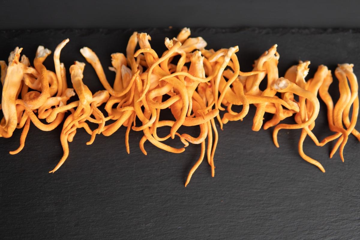 Study: Screening and in Vitro Validation of Mushroom Derived Compounds Against SARS-CoV-2. Image Credit: Dmytro Tyshchenko/Shutterstock