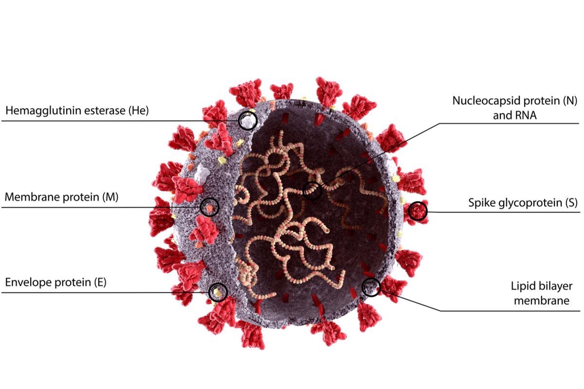 Study: The preference signature of the SARS-CoV-2 Nucleocapsid NTD for its 5’-genomic RNA elements. Image Credit: Orpheus FX/Shutterstock