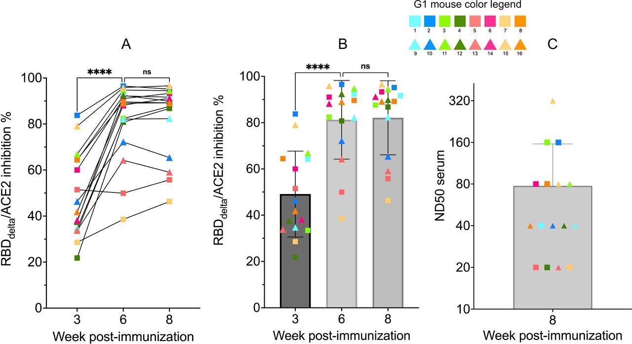 RBDdelta-ACE2 interaction inhibition by neutralizing antibodies and SARS- CoV-2 delta variant neutralization in K18-hACE2 transgenic mice Sera samples of immunized K18-hACE2 transgenic female mice (n= 16) analyzed with the SARS-CoV-2 neutralization antibody assay and the SARS-CoV-2 delta variant neutralization test (Group 1 with individual color code, squares indicate mice euthanized at 3 dpi and triangles indicate mice followed until 14 dpi). (A) RBDdelta-ACE2 interaction inhibition rate at week 3, 6 and 8 with paired individual values. (B) RBDdelta-ACE2 interaction inhibition rate at week 3, 6 and 8. Week 3 and 6 were significantly different in one-way ANOVA multiple comparison (p- value< 0.0001). Week 6 and 8 were not significantly different (p-value= 0.66). (C) Median neutralization dose (ND50) at week 8.