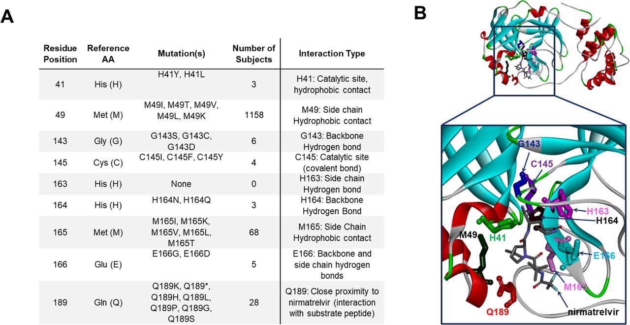 Mpro mutation breakdown at nirmatrelvir contact and catalytic residues.