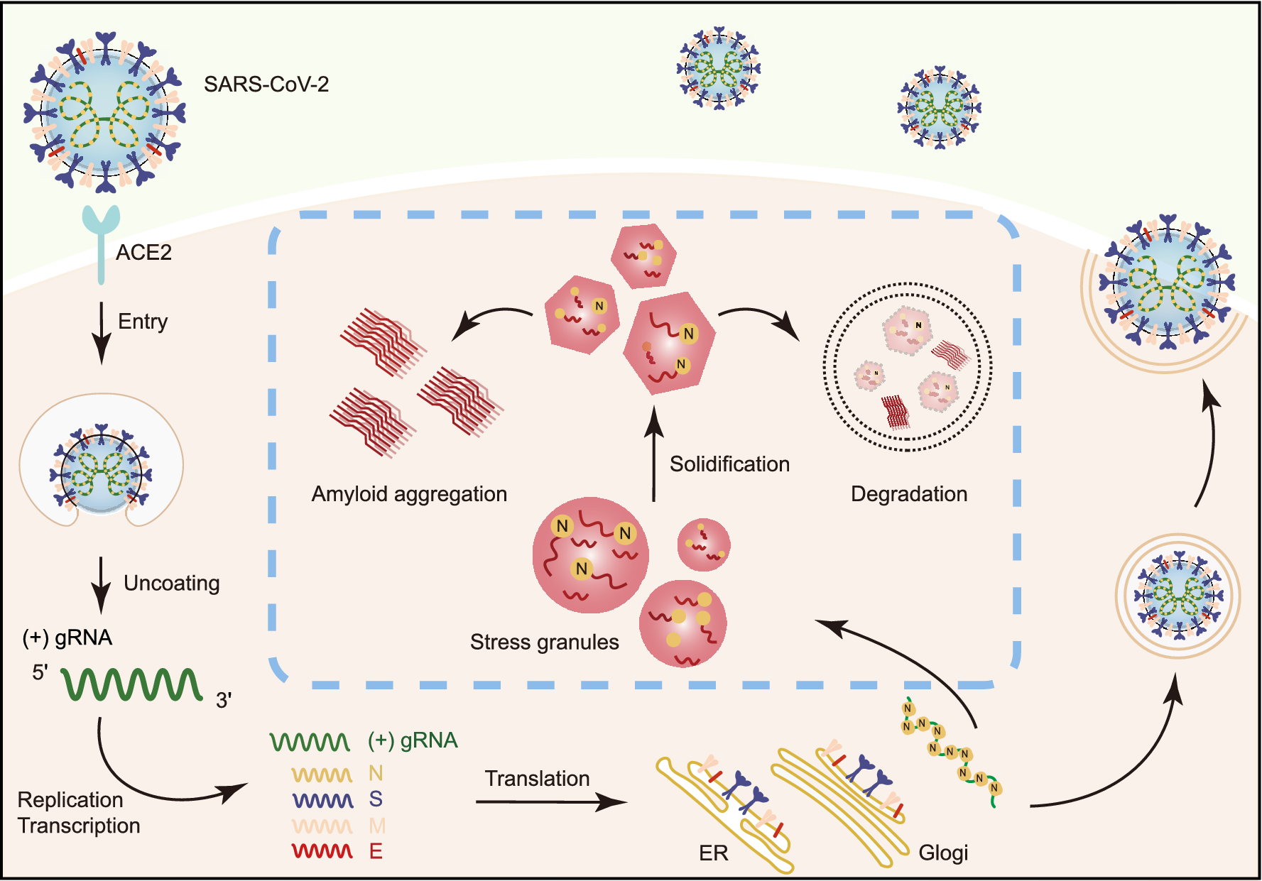Schematic diagram for the interplay between SARS-CoV-2 and host SGs. During SARS-CoV-2 replication in host cells, the viral N protein enters the host SGs and directly interacts with SG-related amyloid-forming proteins (e.g., FUS, hnRNPA1 and TDP43), which stimulates the liquid to solid phase transition (amyloid formation) of these host proteins. Inefficient maintenance of proteostasis may result in accumulation of the pathological amyloid fibrils and development of neurodegeneration