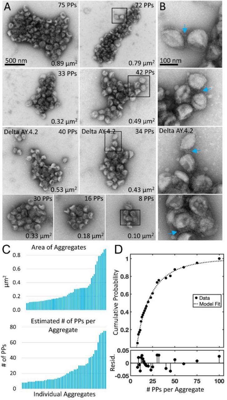 Negative stain TEM of Delta and Delta AY.4.2 aggregates observed 4 hours after harvest from producer cells. (A) Delta and Delta AY.4.2 PP aggregates representing range of sizes at the 4-hour timepoint. The number of PPs estimated per aggregate is indicated in the upper right corner of each image and the area occupied by the aggregate indicated in the lower right corner. Two Delta AY.4.2 PP aggregates are labeled, all others shown are Delta PPs (unlabeled). (B) Areas boxed in A are shown enlarged to the right of each image. Blue arrows highlight spike tip interactions occurring between PPs at the periphery of aggregates. (C) Graphs show ordered lists of the estimated number of PPs and areas of aggregates. (D) Truncated Weibull Distribution for Delta Variant. Negative stain data at 4 hours was fit by the general model: f(x) = (wblcdf(x,a,b)-wblcdf(7,a,b))/(1-wblcdf(7,a,b)) where wblcdf is the Weibull Distribution and x is the PPs per aggregate, 7 is the truncation value, and a and b are the Weibull scale and shape parameters. Coefficients (with 95% confidence bounds) are a = 11.47 (8.35, 14.60) and b = 0.68 (0.57, 0.79). Goodness of fit measure Sum of Squared Error (SSE) = 0.009 and Standard Error of Regression (RMSE) = 0.021, and Resid. are the residuals or differences between the model fit and the data.