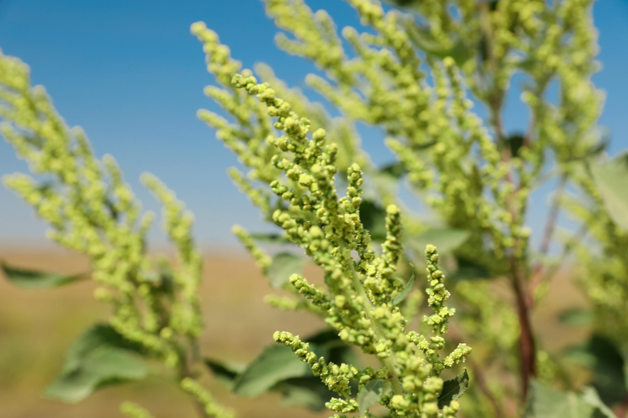 Ambrosia genus. Image Credit: New Africa / Shutterstock
