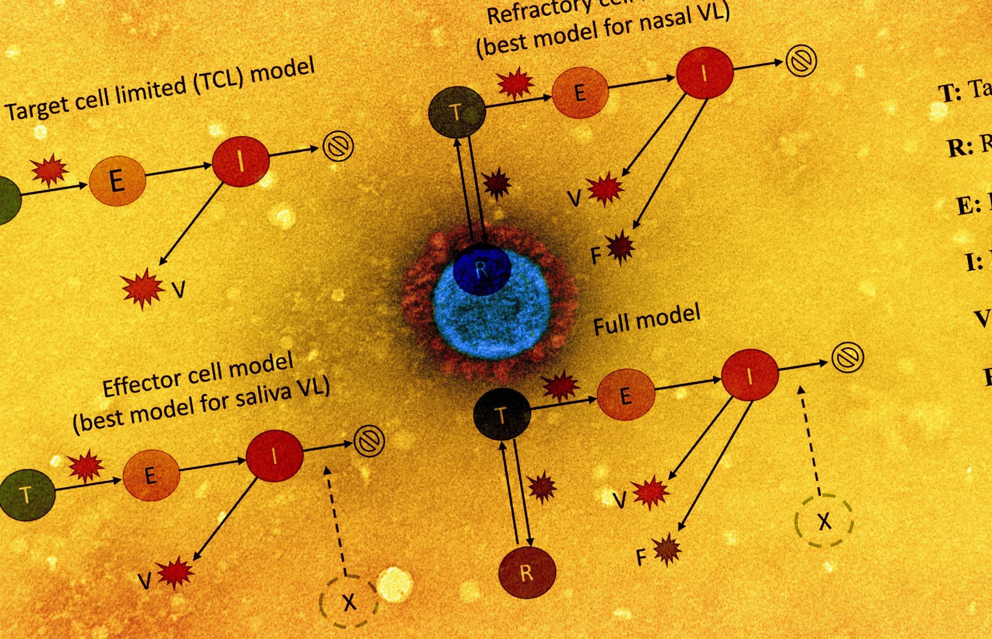 Study: Daily longitudinal sampling of SARS-CoV-2 infection reveals substantial heterogeneity in infectiousness. Image Credit: NIAID and Nature