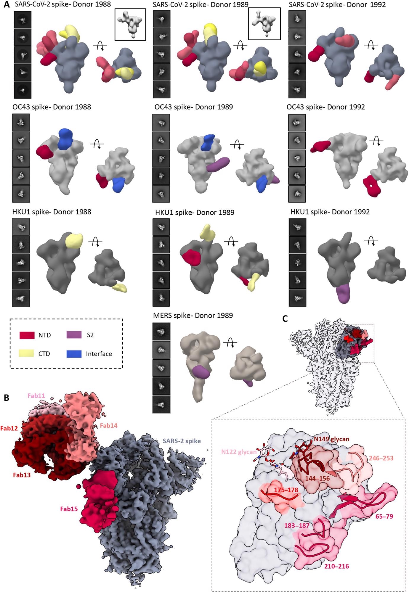 4. ns- and cryo-EMPEM analysis of polyclonal Fabs from SC donor sera. (A) Representative 2D classes and side and top views of composite figures from ns-EMPEM analysis of polyclonal Fabs from three SC donors complexed with β-CoV spikes. The donor numbers along with the corresponding CoV spikes are indicated above each panel in (A). The Fabs are color-coded on the basis of their epitope specificities as indicated at the bottom left. SARS-CoV-2, OC43, HKU1, and MERS spikes are represented in slate gray, light gray, dark gray, and beige, respectively. Three-dimensional reconstructions displaying potential self-reactive antibodies are shown in gray on the top right corners for both donors 1988 and donor 1999 in complex with SARS-CoV-2 spike. (B) Composite figure showing five unique antibody classes, Fab11 to Fab15 colored in shades of red, to SARS-CoV-2 spike NTD reconstructed using cryo-EMPEM analysis of polyclonal Fabs from donors 1988 and 1989 complexed with SARS-CoV-2–stabilized spikes. (C) Surface representation of SARS-CoV-2 spike showing epitopes of Fabs 11 to 15 from (B) on a single NTD (slate gray) with a zoomed-in view displaying the loop residues comprising each epitope. Loop 144 to 156 with the N149 glycan forms an immunodominant element commonly targeted by Fabs 11 to 14. The sub-epitope colors correspond to each Fab shown in (B).