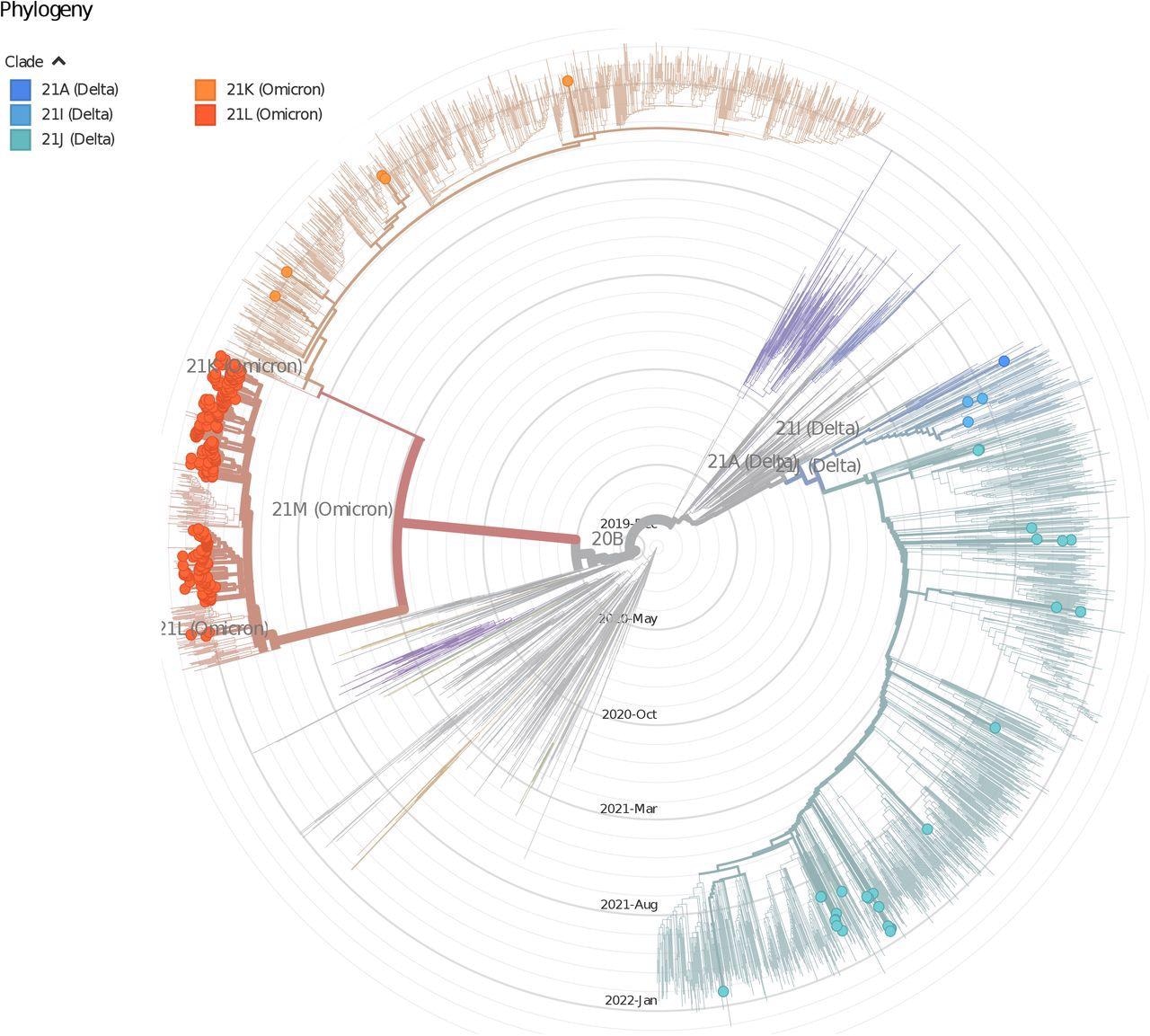 The time-stepped phylogenetic tree (using Nextstrain pipeline) shows the phyletic placement of SARS-CoV-2 variants of Delhi. The picture shows the distribution of lineages of Delhi isolates, the nodes are colored according to clades.