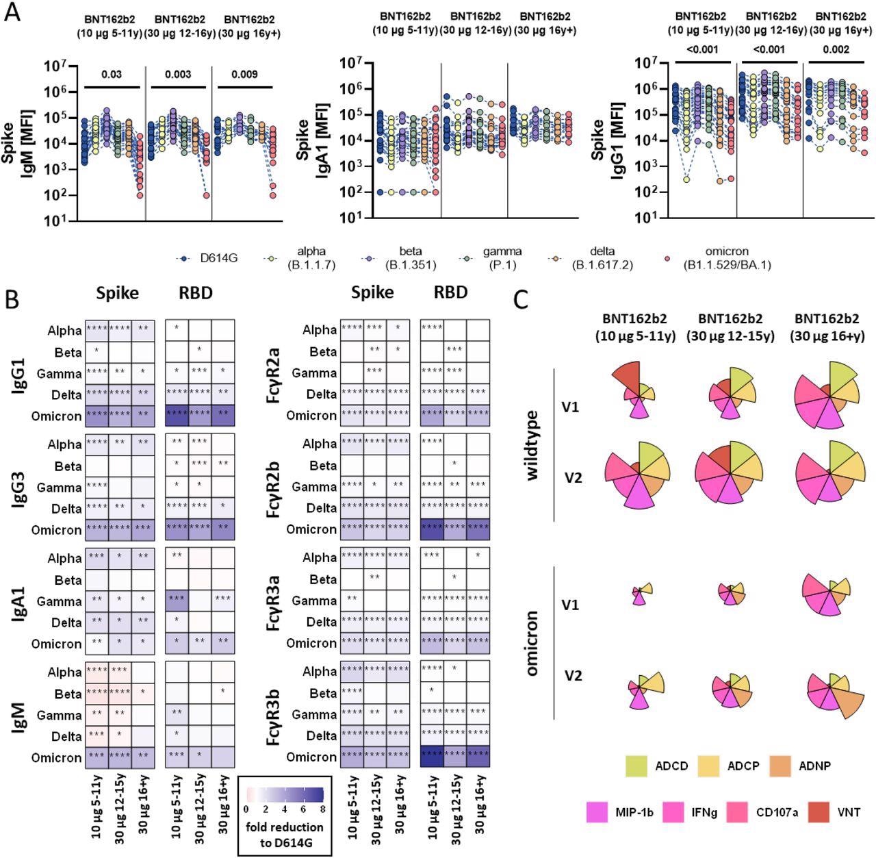 SARS-CoV-2 variants of concern specific humoral immune responses after vaccination with BNT162b2. (A) Vaccine-induced IgM, IgA1, and IgG1 response to D614G (wild-type; blue), alpha (B.1.1.7, yellow), beta (B.1.1.7, purple), gamma (P.1, green), delta (B.1.617.2, orange), and omicron (B1.1.529/BA.1, red) to the full Spike in children receiving 10μg of BNT162b2 (ages 5-11 years old, n =) or adolescent receiving 30 μg BNT162b2 (ages 12-15 years old,
