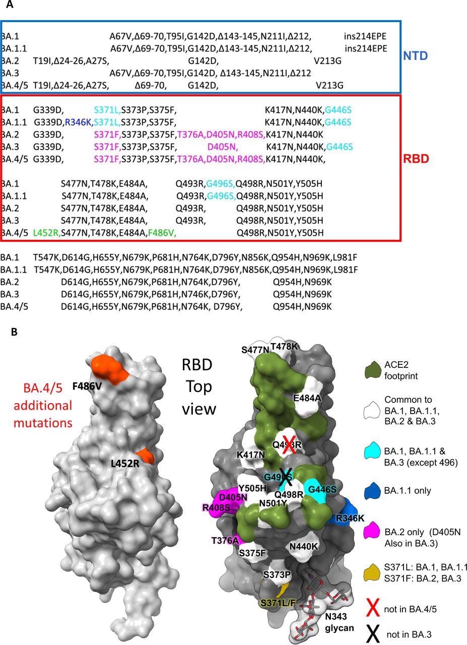 The Omicron sub-lineage compared to BA.4/5. (A) Comparison of S protein mutations of Omicron BA.1, BA.1.1, BA.2, BA.3 and BA.4/5 with NTD and RBD boundaries indicated. (B) Position of RBD mutations (grey surface with the ACE2 footprint in dark green). Mutations common to all Omicron lineages are shown in white (Q493R which is reverted in BA.4/5 is shown with a cross), those common to BA.1 and BA.1.1 in cyan, those unique to BA.1.1 in blue and those unique to BA.2 in magenta. Residue 371 (yellow) is mutated in all Omicron viruses but differs between BA.1 and BA.2. The N343 glycan is shown as sticks with a transparent surface.