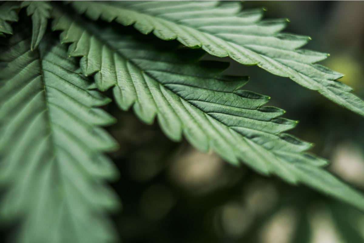 Study: A Conversion of Oral Cannabidiol to Delta9-Tetrahydrocannabinol Seems Not to Occur in Humans. Image Credit: Yarygin/Shutterstock