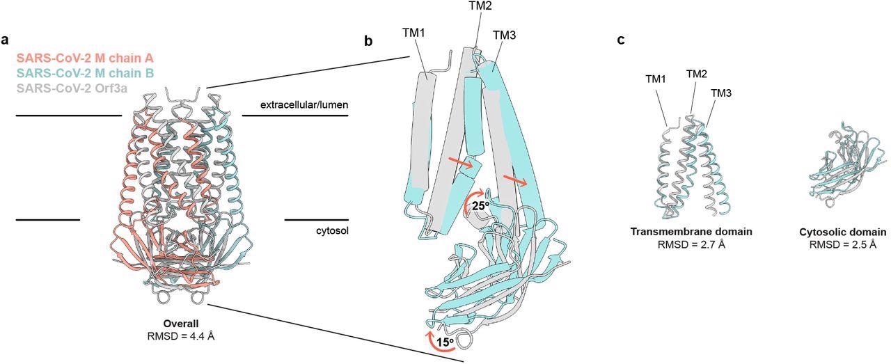 SARS-CoV-2 M and ORF3a proteins are structurally homologous. (a) Overlay of M and ORF3a structures. M is colored with one subunit pink and the second subunit blue and ORF3a is white. (b) Overlay of a single subunit indicating major conformational rearrangements. (c) Overlay of isolated transmembrane and cytosolic domains from each protein.
