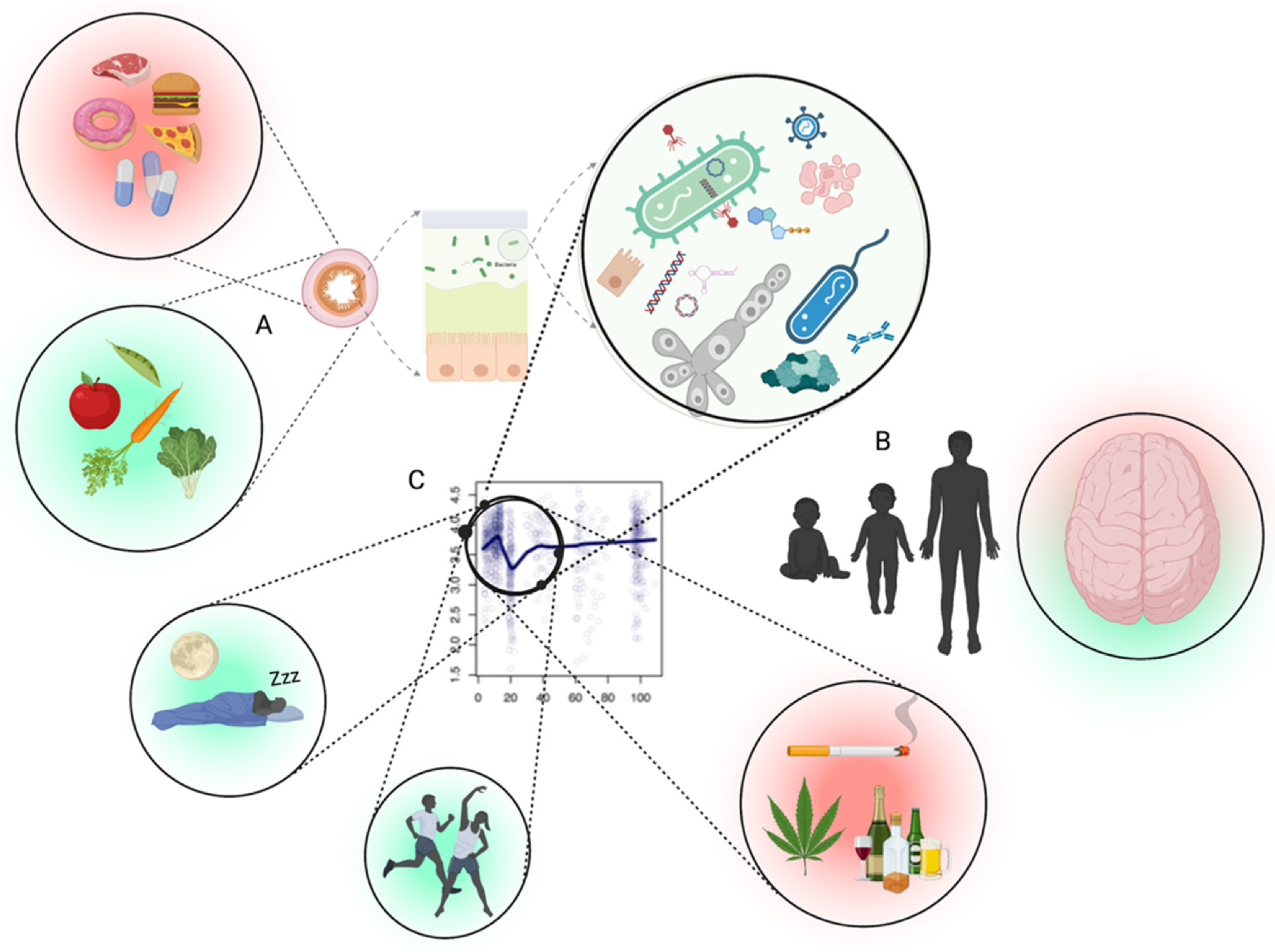 Interface between the gut microbiota and mental health likely depends upon several factors. (A) The first being the inputs to the intestinal tract which shape the microbiota accordingly (diet, medication, antimicrobials, etc.). (B) Periods where microbiota goes through changes in diversity (alpha) occur in healthy people, especially between late teens and early twenties, which likely result in differences of metabolic output which impact brain health. (C) The intersection of the adolescent brain, combined with a normally fluctuating microbiota of the age group, the promotion of a desirable microbiota through physical activity/exercise and circadian rhythm, and less desirable microbiota using different substances. Part (C) adapted from Bian et al., 2017. Figure created with Biorender (accessed on 29 April 2022).