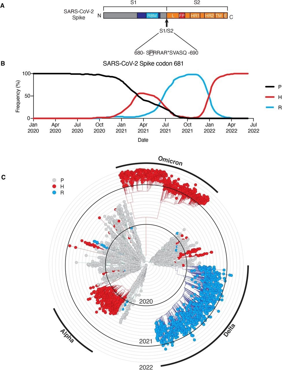 Sequence divergence of SARS-CoV-2 spike-681 among variants of concern. (A) Schematic of SARS-CoV-2 spike protein, highlighting position 681 adjacent to the S1/S2 site. Modified from (Kastenhuber et al., 2022). A subsampled collection of 3043 samples from between Dec 2109 and May 2022 from GISAID was obtained and visualized using Nextstrain (https://nextstrain.org/ncov) (Elbe and Buckland-Merrett, 2017; Hadfield et al., 2018). (B) Frequency of viral genomes sequenced with proline (black), histidine (red), or arginine (blue) at spike codon 681 by date of sample collection. (C) Phylogenic tree rendered by Nextstrain. Genotype at S681 of each sample is indicated by proline (gray), histidine (red), or arginine (blue). Branches corresponding to dominant variants of concern are highlighted in the outer ring.