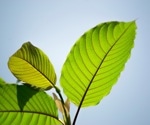 Kratom: A dangerous or beneficial plant?