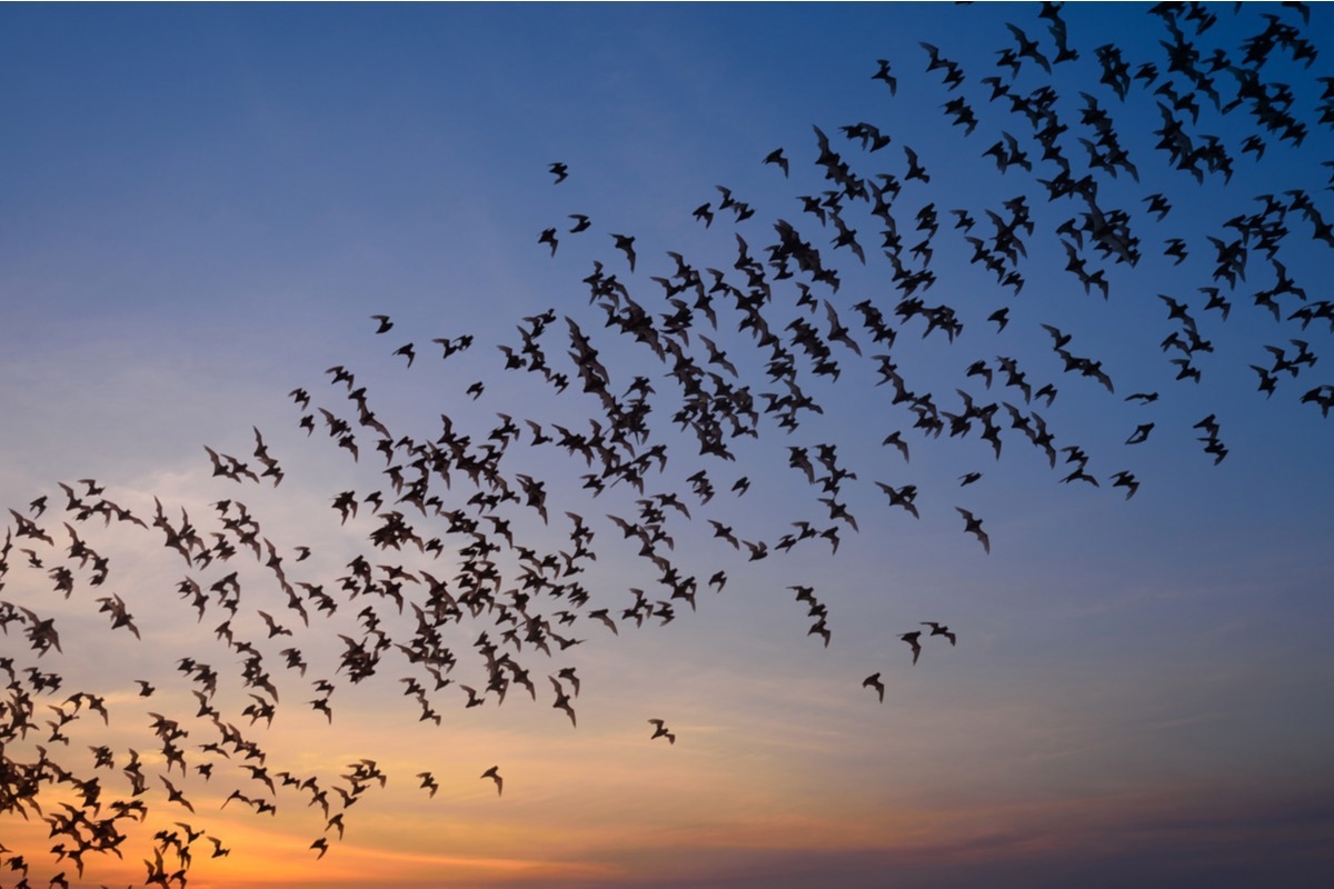 Study: Genomic Comparisons of Alphacoronaviruses and Betacoronaviruses from Korean Bats. Image Credit: Photoongraphy/Shutterstock