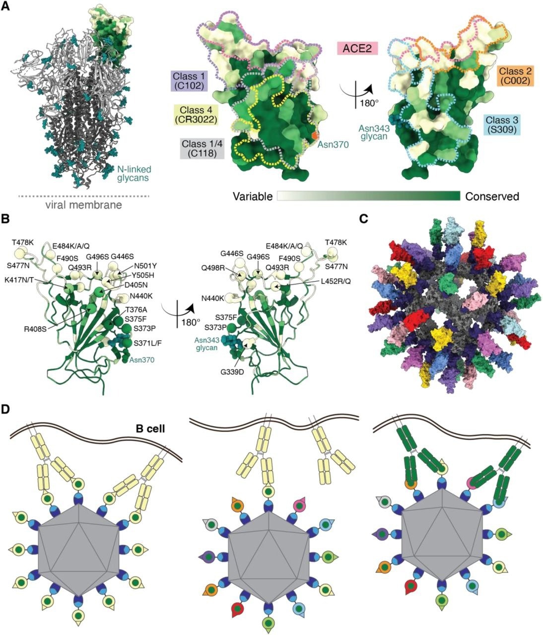 Utilizing antibody avidity effects suggests a strategy to target antibodies to conserved regions of sarbecovirus RBDs. (A) Left: Structure of SARS-CoV-2 spike trimer (PDB 6VYB) with one RBD in an “up” position. Right: Sequence conservation of 16 sarbecovirus RBDs (Figure S1) calculated by the ConSurf Database (Landau et al., 2005) plotted on a surface representation of the RBD structure (PDB 7BZ5). Class 1, 2, 3, 4, and 1/4 epitopes are outlined in different colored dots using information from structures of the representative monoclonal antibodies bound to RBD or spike trimer (C102: PDB 7K8M; C002: PDB 7K8T, S309: PDB 7JX3; CR3022: PDB 7LOP; C118: PDB 7RKV). (B) RBD mutations of 13 SARS-CoV-2 VOCs and VOIs (https://viralzone.expasy.org/9556) plotted onto the RBD structure (PDB 7BZ5) as spheres that are colored according to the variability gradient in panel A. The N-linked glycan at position 343 of SARS-CoV-2 RBD is shown as teal spheres, and a potential N-linked glycosylation site at position 370 (SARS-CoV-2 numbering) found in some sarbecovirus RBDs but not in the SARS-CoV-2 RBD is indicated by an orange hexagon. (C) Structural model of mosaic-8 nanoparticle formed by SpyCatcher-mi3 and eight SpyTagged RBDs made using coordinates of an RBD (PDB 7SC1), mi3 (PDB 7B3Y), and SpyCatcher (PDB 4MLI). (D) Hypothesis for preferential stimulation of B cells with that encode cross-reactive antibodies by mosaic (right) versus homotypic (left) RBD nanoparticles. Left: Yellow B cell receptors recognizing an accessible strain-specific epitope (yellow triangle) can crosslink between adjacent RBDs on a homotypic nanoparticle to enhance binding through avidity effects. Middle: Yellow B cell receptors against a strain-specific orange epitope cannot crosslink between adjacent RBDs on a mosaic RBD nanoparticle that presents different versions of the epitope (colored triangles). Right: Green cross-reactive B cell receptors can crosslink between a conserved epitope (green circles) on adjacent RBDs in a mosaic RBD nanoparticle to enhance binding to a more occluded, but conserved, epitope through avidity effects.