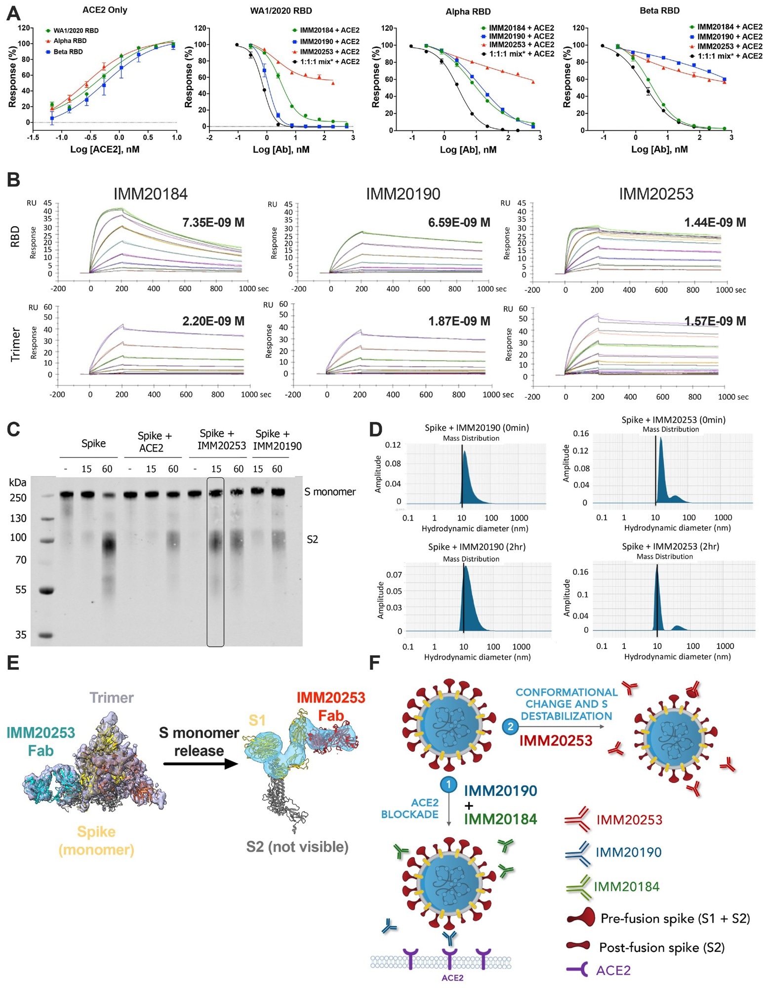 IMM20253 antibody inhibits virus in non-ACE2 dependent manner and facilitates the release of S1 protein. (A) Inhibition of RBD binding to its cellular receptor ACE2 in the presence of IMM20184/190/253. ELISA-based receptor competition assay. Denoted points are means of three replicates. Error bars denote SD. (B) Antibody binding kinetics of IMM20184, IMM20190 and IMM20253 antibodies to soluble RBD and Trimer (WA1/2020 variant) measured using Surface Plasmon Resonance (SPR). Denoted values are KD. (C). Western blot analysis of Trimer digested with protease K after 0, 15 and 60 min in the presence of either human ACE2, IMM20253 or IMM20190. Anti-S2 staining reveals S monomer (S1+S2) and S2 protein. (D) Dynamic light scattering (DLS) analysis of Trimer complex with IMM20253 or IMM20190 immediately or after 2 hours incubation measures a hydrodynamic diameter of each complex in nm. (E) IMM20253 Fab binding to Trimer triggers complex disruption and release of S monomers. (F) Schematic of mechanism of action of the IMM-BCP-01 cocktail.