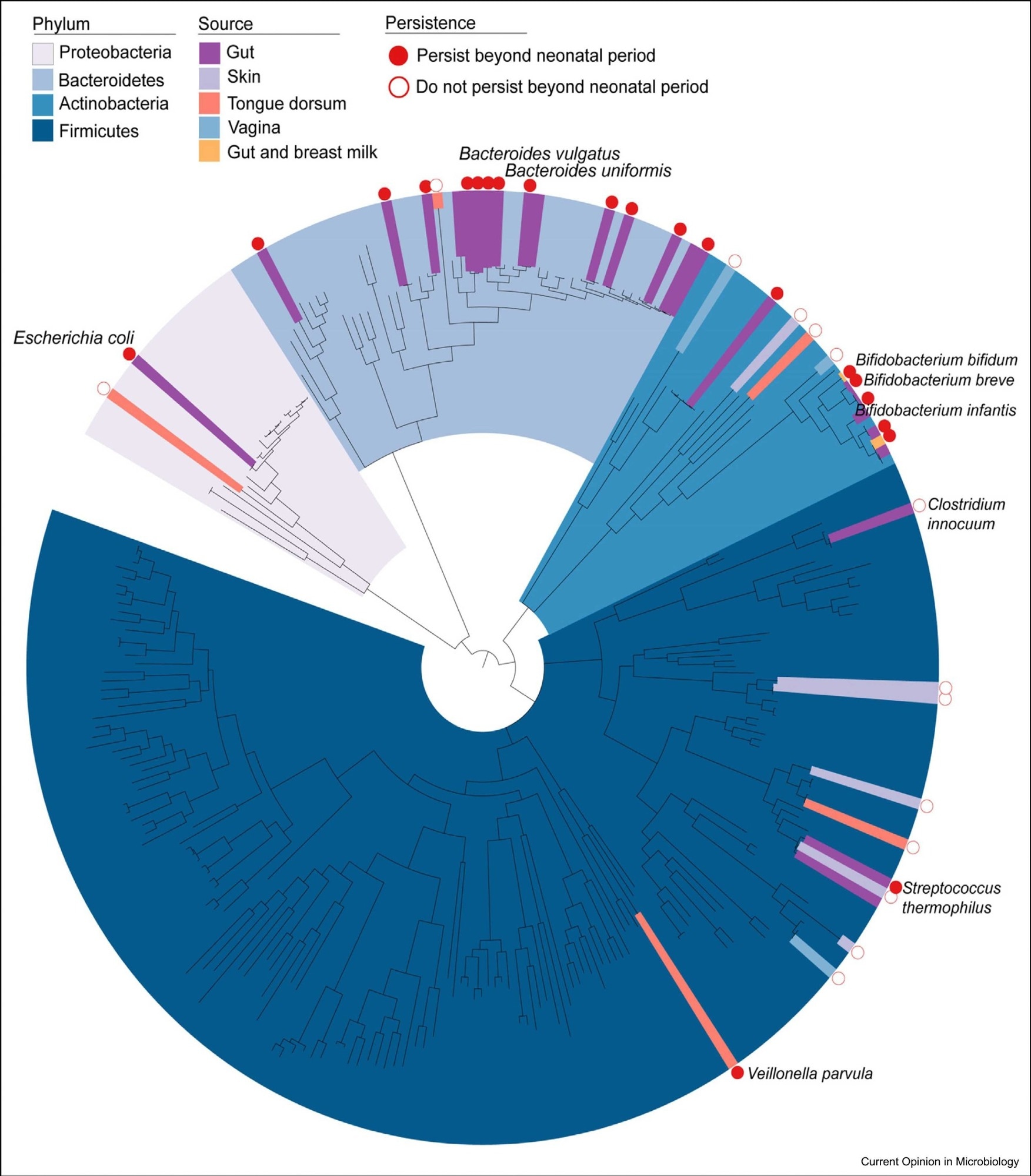 Phylogenetic distribution of maternally transmitted gut bacteria in the neonatal period. A representative phylogeny of human gut bacteria found in infants and adults based on cultured isolates [28]. The main bacterial phyla in the human gut are represented by blue shades. The red-filled dots represent species that are reported as maternally transmitted in the neonate period (< 1 month) and persist beyond, red unfilled dots represent species that are maternally transmitted but do not persist beyond this period. The absence of a red dot indicates that the persistence level is unknown. Determination of persistence is based on the absence of species based on sequencing or culturing technologies and therefore, we cannot exclude the possibility they may still be present at extremely low abundance levels. Colored bars represent the maternal reservoir. A strong phylogenetic signal is present as the maternal transmission is dominated by Bacteroidetes and Actinobacteria bacteria derived from the maternal gut.