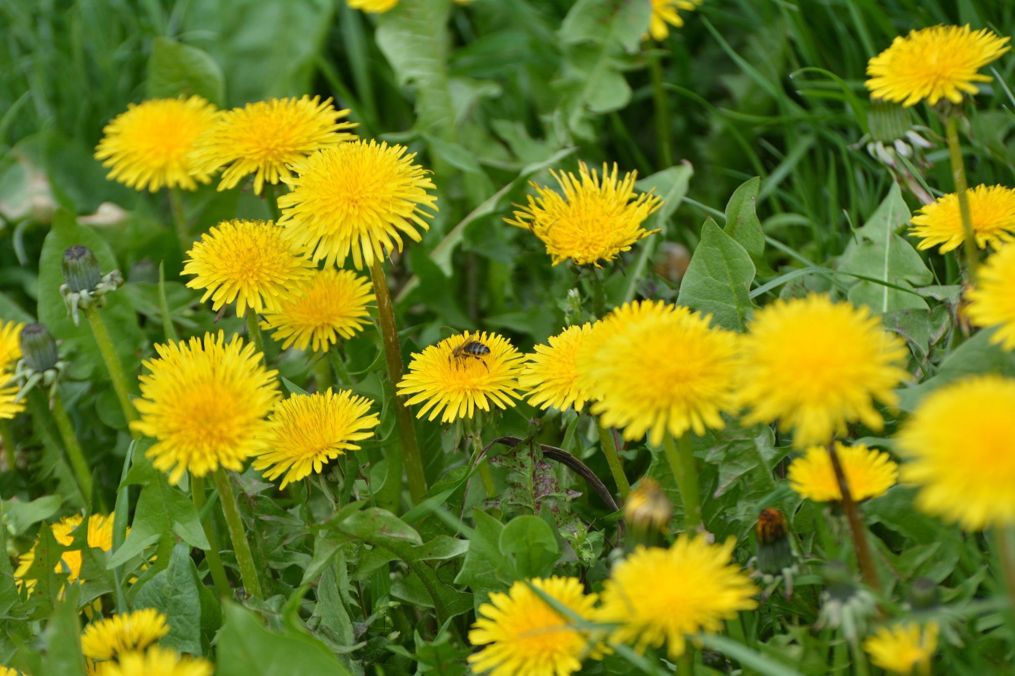 Dandelion (Taraxacum officinale). Image Credit: Orest lyzhechka /Shutterstock