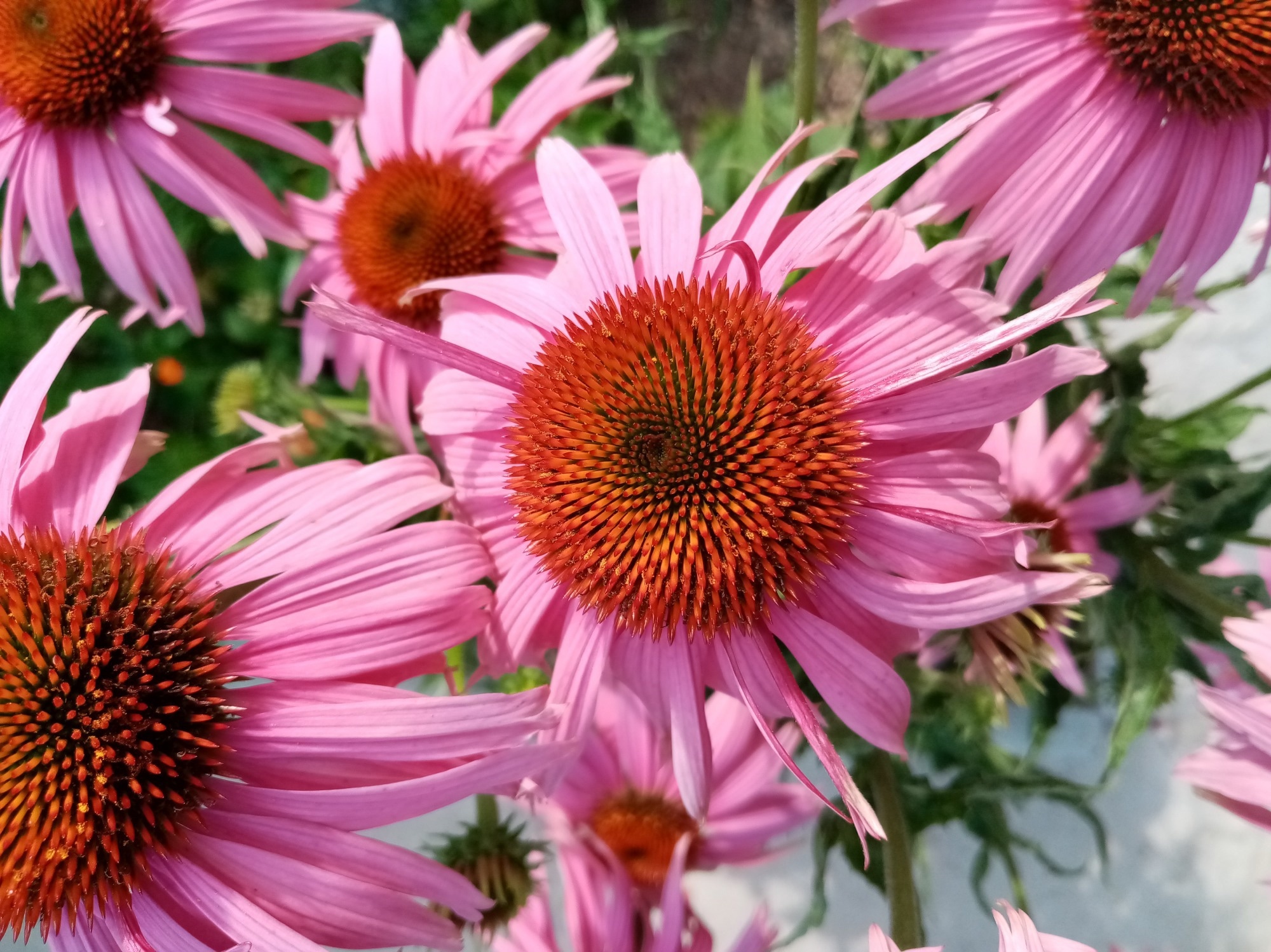 Echinacea flower. Image Credit: Maslovainspiration / Shutterstock