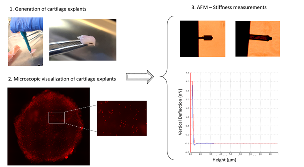 Flow chart of a typical experimental design for measuring cartilage stiffness