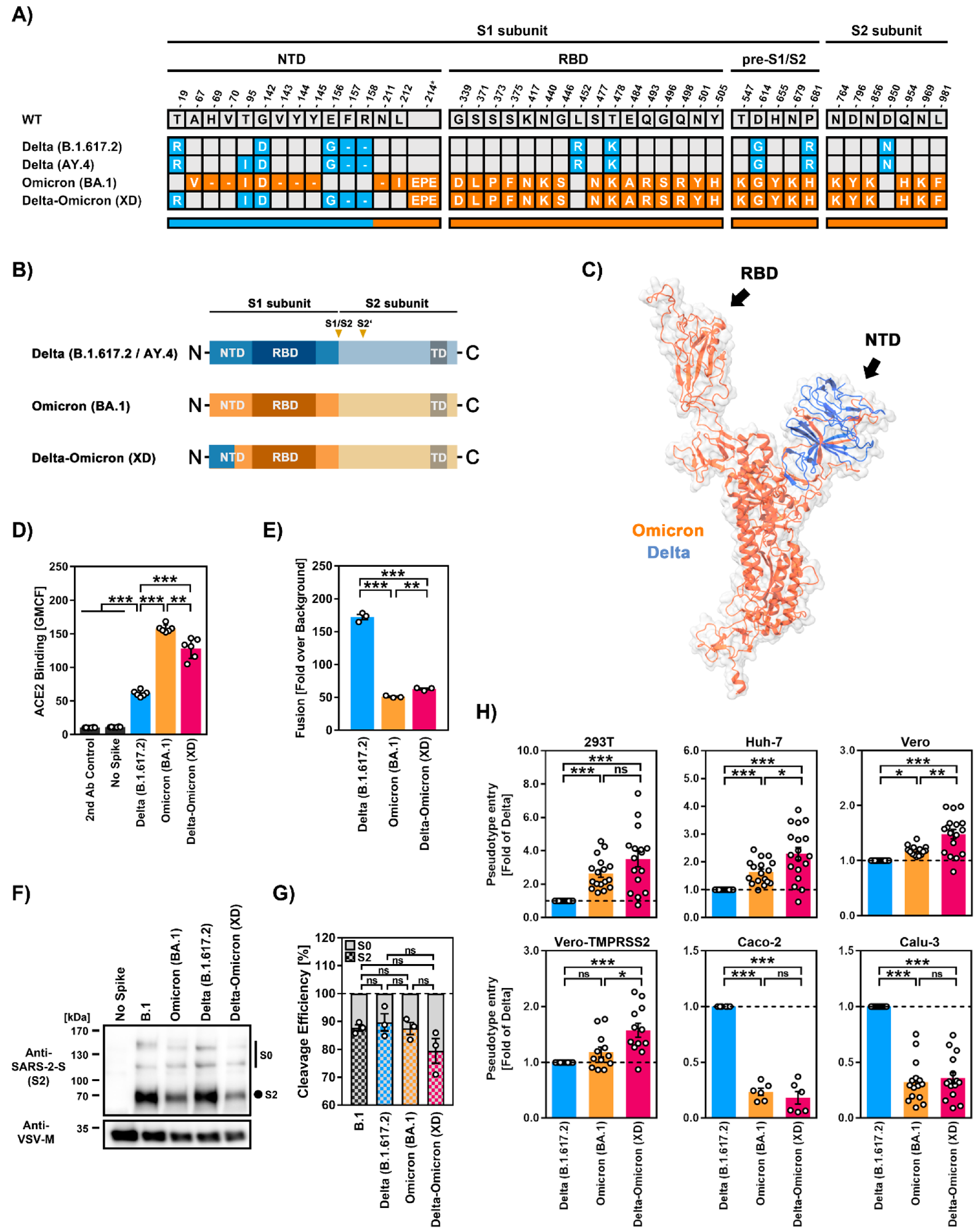 Host cell tropism, ACE2 binding, cell–cell fusion, and cleavage efficiency by SARS-CoV-2 Delta-Omicron (XD) recombinant lineage. (A) Summary of mutations present in the different SARS-CoV-2 S proteins (numbering according to the S protein of SARS-CoV-2 Wuhan-Hu-01). S protein mutations found in variants B.1.617.2, AY.4 (both Delta, blue), BA.1 (Omicron, orange), and XD (Delta-Omicron, blue and orange) are highlighted. Abbreviations: NTD = N-terminal domain; RBD = receptor-binding domain. (B) S protein domain structure. Abbreviations: TD = transmembrane domain; S1/S2 and S2′ = cleavage sites in the S protein. (C) Three-dimensional structure of monomeric XD S protein in which the regions originating from either the Delta (blue) or Omicron (orange) S protein are highlighted. (D) Soluble ACE2 binding by the indicated S proteins was analyzed by flow cytometry. Cells incubated with secondary antibody alone served as controls. Data represent mean ± SD geometric mean channel fluorescence from six biological replicates. Statistical analysis was performed using two-tailed Student’s t-test (**, p ≤ 0.01; ***, p ≤ 0.001). (E) S protein-driven cell–cell fusion was analyzed using a beta-galactosidase reconstitution assay. Data represent mean ± SEM cell–cell fusion (normalized against the assay background, no S protein) from three biological replicates, each carried out with four technical replicates. Statistical analysis was performed using two-tailed Student’s t-test (**, p ≤ 0.01; ***, p ≤ 0.001). (F) S protein particle incorporation and cleavage efficiency were analyzed by immunoblot. Data represent a single biological replicate and results were confirmed in two additional experiments. (G) Quantification of S protein cleavage. Data represent mean ± SEM cleavage efficiency (normalized against total S protein) from three biological replicates. Statistical analysis was performed using two-tailed Student’s t-test (not significant [ns], p > 0.05). Abbreviations: S0, uncleaved S protein; S2, S2 subunit of cleaved S protein. (H) S protein-driven cell entry was analyzed by transduction of the indicated target cell lines using pseudotype particles bearing the respective S proteins. Data represent mean ± SEM cell entry efficiency (normalized for Delta) from six to twelve biological replicates (each with four technical replicates). Statistical analysis was performed using two-tailed Student’s t-test (ns, p > 0.05; *, p ≤ 0.05; **, p ≤ 0.01; ***, p ≤ 0.001).