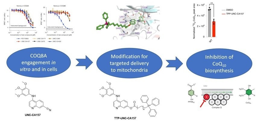 New chemical probe can selectively inhibit human COQ8A protein in cells