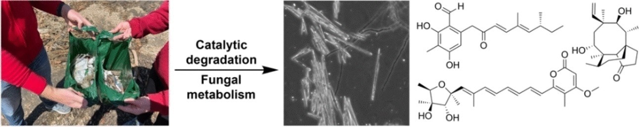 Upcycling polyethylene waste into pharmacologically useful natural products