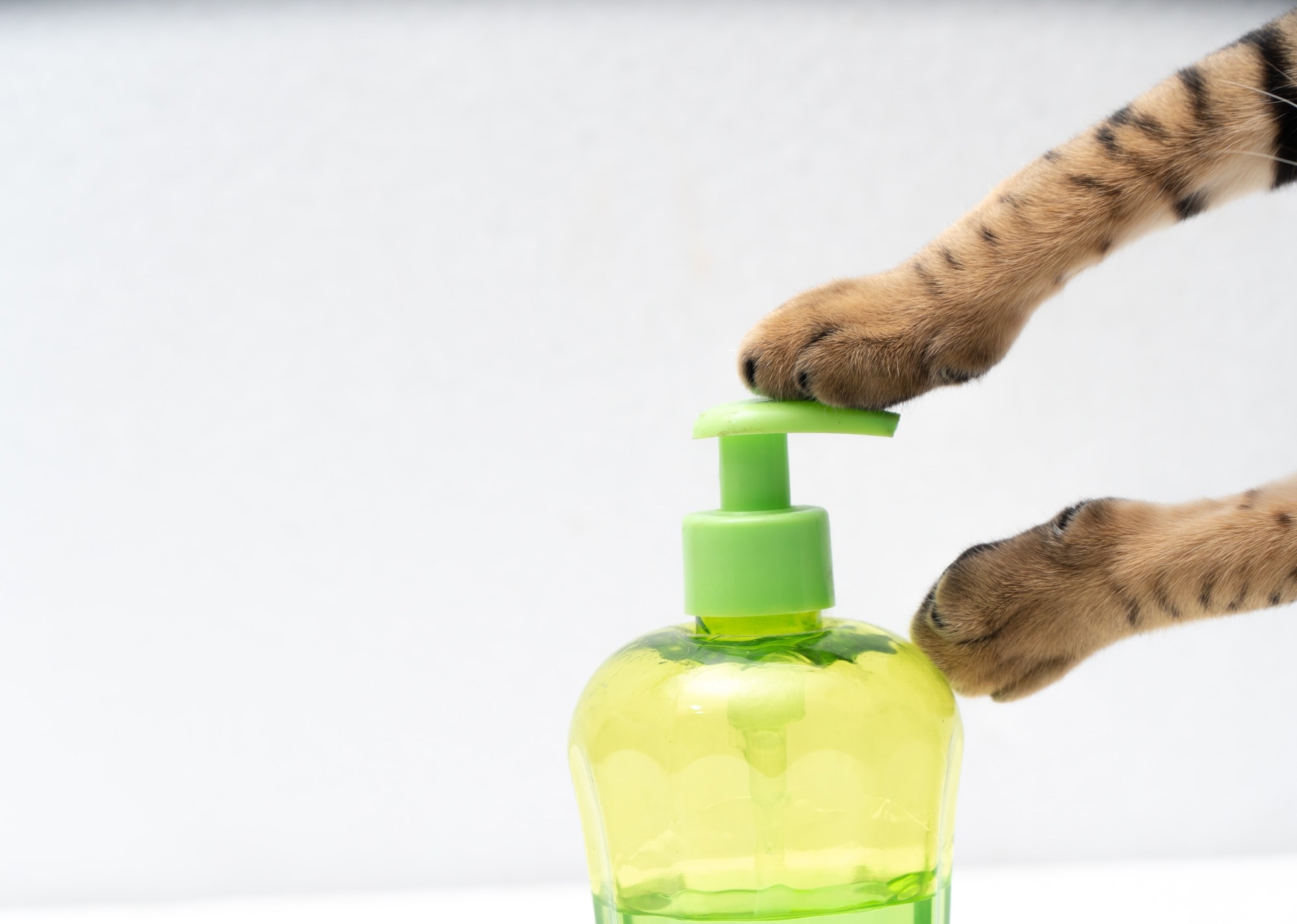 Study: SARS-CoV-2 Infection Causes Hyperglycemia in Cats. Image Credit: Khon Thai Phap / Shutterstock