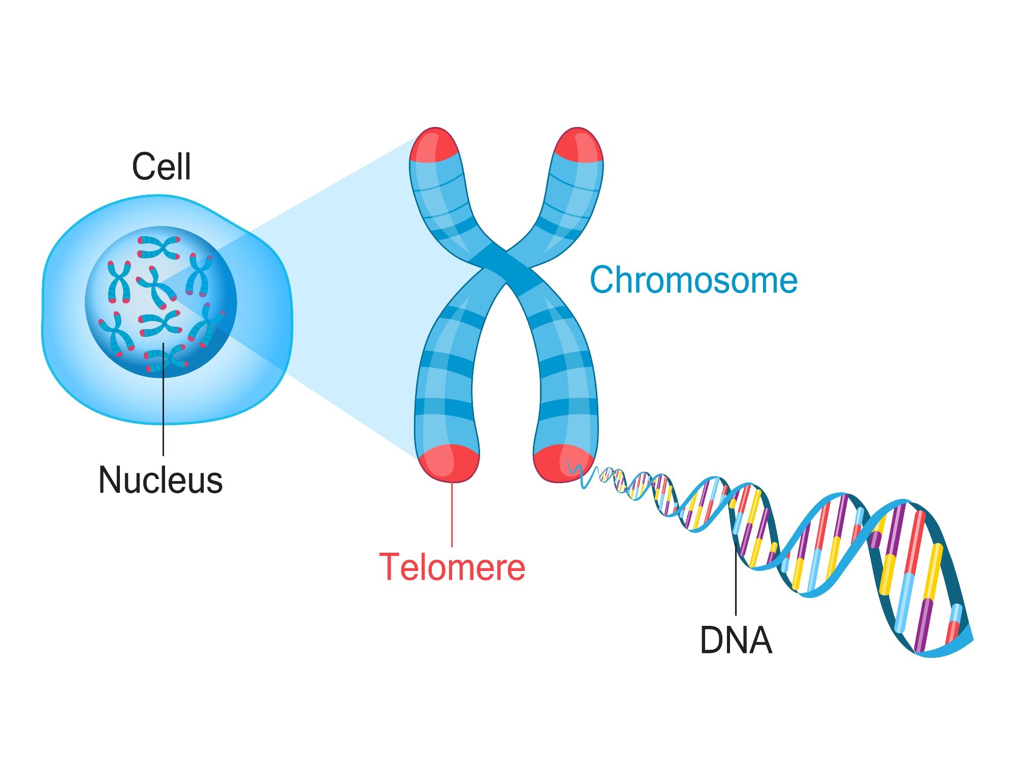 Telomeres are protective caps on the end of chromosomes. Image Credit: Fancy Tapis / Shutterstock