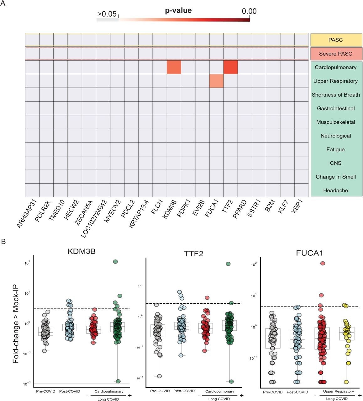 Few significantly increased autoreactivities in Long COVID symptom phenotypes. Heatmap with p-values (Kolmogorov-Smirnov testing) of differences in autoantigen enrichment for all individuals with prior COVID infection with and without additional clinical factors. Top-row compares those with and without Long COVID. Lower rows show subcategories of Long COVID. (B) Stripplots showing the three autoantibodies with statistically significant enrichment in a post-COVID clinical phenotype. Dotted lines show 6 standard-deviations above the mean of pre-COVID signal.