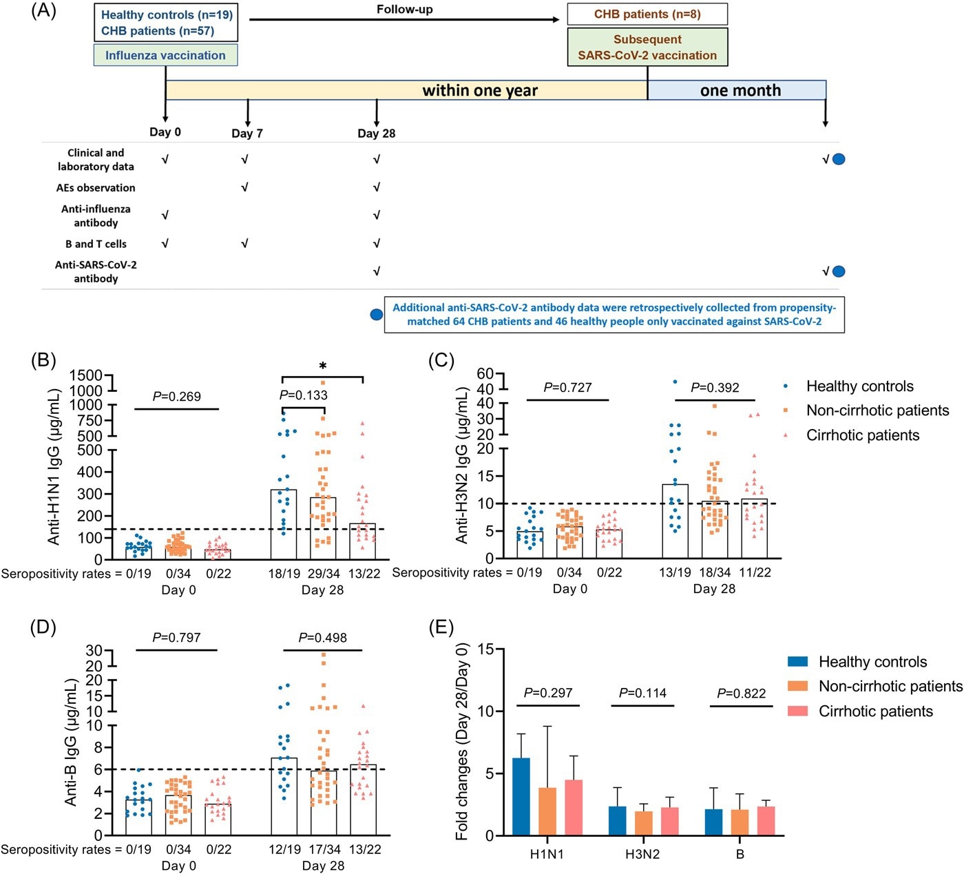 Study flow chart and antibody response to influenza vaccine. (A) Study flow chart. (B–D) Anti-H1N1 IgG (B), anti-H3N2 IgG (C), and anti-B IgG (D) levels in HCs, cirrhotic and non-cirrhotic patients with CHB at day 0 and 28. (E) Fold changes of antibody levels (day 28/day 0) in HCs, cirrhotic and non-cirrhotic patients with CHB. Kruskal–Wallis test was used for comparison. Bonferroni