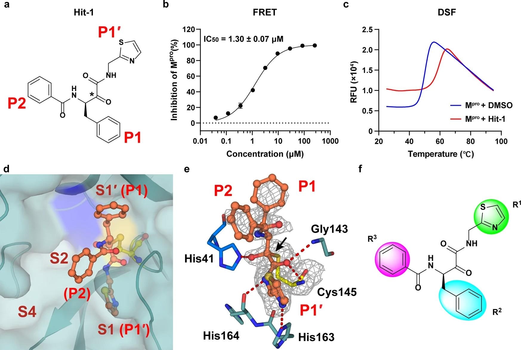 Discovery of a hit compound against SARS-CoV-2 Mpro. a The chemical structure of Hit-1. The P1′, P1, and P2 moieties of Hit-1 are labeled. The warhead carbon is marked with a black asterisk. b Dose-activity curve of Hit-1 against SARS-CoV-2 Mpro in the FRET assay. Data shown are the mean ± standard deviation (SD) from three independent experiments. c Differential scanning fluorimetry analysis of the effect of Hit-1 on SARS-CoV-2 Mpro stability. Exposure of hydrophobic residues monitored by an increase in relative fluorescence units (RFUs). Curves represent the average of three experiments. d Hit-1 (orange) is located at the substrate-binding pocket of Mpro (cyan). His41 of Mpro is in blue, Cys145 is yellow. Pockets (S1′, S1, S2, and S4) of Mpro and moieties (P1′, P1 and P2) of Hit-1 are both labeled. e Interactions between Hit-1 and Mpro. Fo – Fc density map is shown for Hit-1 (gray mesh, σ = 2.5) and Cys145. Covalent bond is shown by a black arrow and hydrogen bonds are displayed by red dashed lines. f Regions of Hit-1 for structural optimization. Images in d, e were processed by using PyMOL (https://pymol.org)