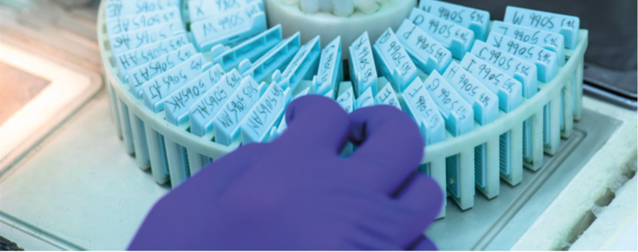 BioEcho launches EchoLUTION™ FFPE DNA Kit for a simplified DNA extraction from FFPE samples