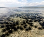 Black sea urchin extract shows promise in combating atherosclerosis