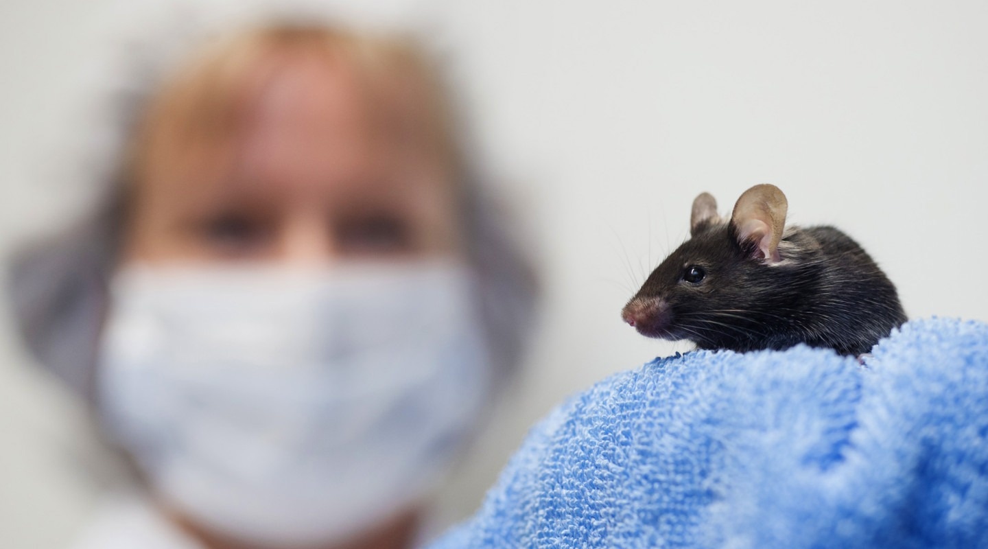 Study sheds light on the mechanisms of brain plasticity induced by fluoxetine