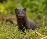 Study identifies an unknown SARS-CoV-2 lineage on three mink farms in Poland