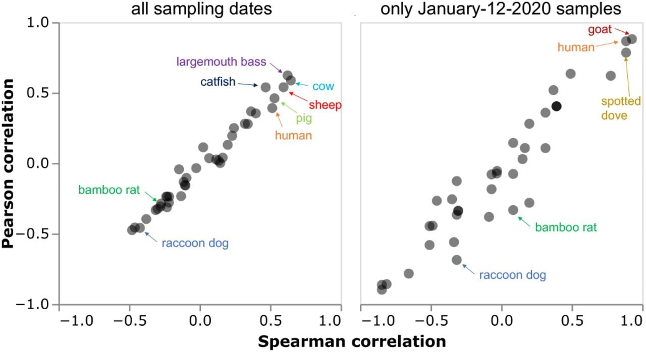 Correlations between SARS-CoV-2 content and mitochondrial content for all species calculated for samples containing at least one SARS-CoV-2 read from any sampling date (left) or just just the January-12-2020 date when most of the wildlife sampling occurred. This plot is designed to mimic the fourth figure of Liu et al. (2022), and so only shows samples with at least one SARS-CoV-2 read and calculates correlations between the log number of SARS-CoV-2 reads versus the log number of species mitochondrial reads for consistency with Liu et al. (2022). See the interactive version at https://jbloom.github.io/Huanan_market_samples/overall_corr.html to mouseover all points for details, select different subsets of samples, and calculate the correlations on a linear or log scale.