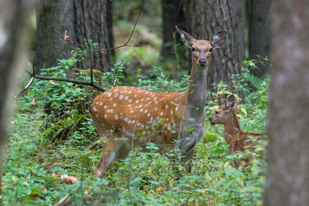 Study: Impacts of the novel coronavirus SARS-CoV-2 on wildlife behaviour via human activities. Image Credit: Sergey Bond/Shutterstock.com