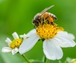 Use of bee pollen as a nutrient source
