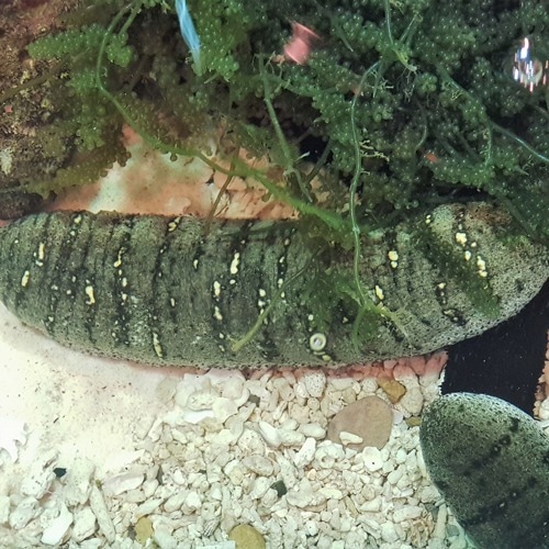Sea cucumbers could be key ingredient in preventing diabetes