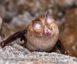 Researchers screen 16 UK native bat species for coronaviruses with zoonotic potential