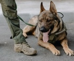 Do the benefits of dog ownership on cardiovascular disease and diabetes extend to US military Veterans?