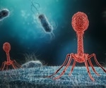 Arming phages with heterologous effectors paves the way for successful UTI treatment